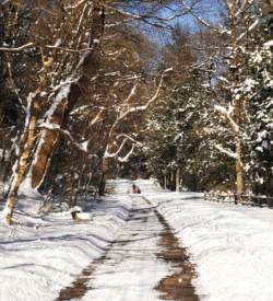 Snow covered trail with tire tracks on it and trees framing the path in Wissahickon Valley Park