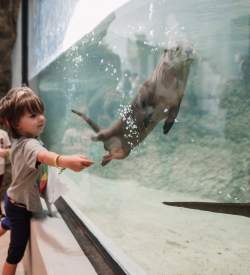 Two young children looking at an otter swimming behind glass at a display at the Da Vinci Science Center in the Lehigh Valley