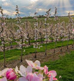 Rows of pink flowers in a field