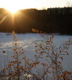 Small yellow flowers in front of a snowy scene at sunset
