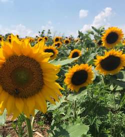 Picture-Perfect Pennsylvania Sunflower Fields