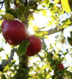 apples