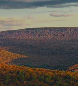 Fall Foliage