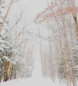Trail path in the woods covered with snow