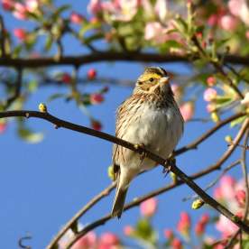 Birding for Beginners