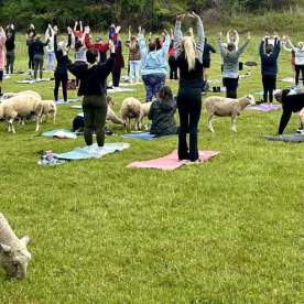 Lamb Yoga