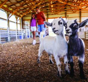 Goats at Moreland Fruit farm