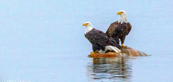 Bald Eagles sitting on rock in water