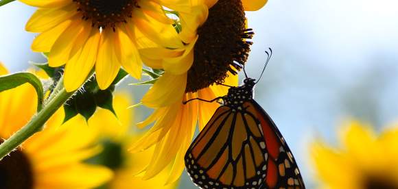 Sunflower and butterfly in Decatur