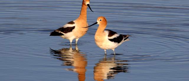 American Avocets Challenging Sandhills Drive