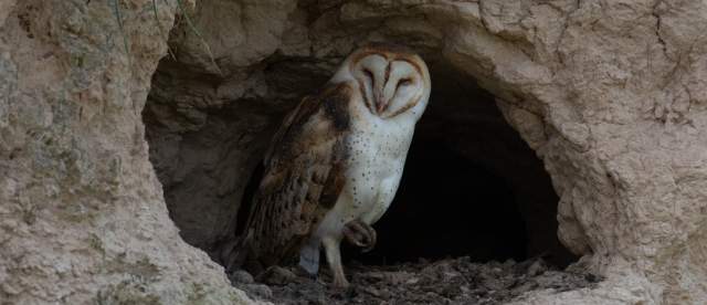 Barn Owl Challenging Sandhills Drive