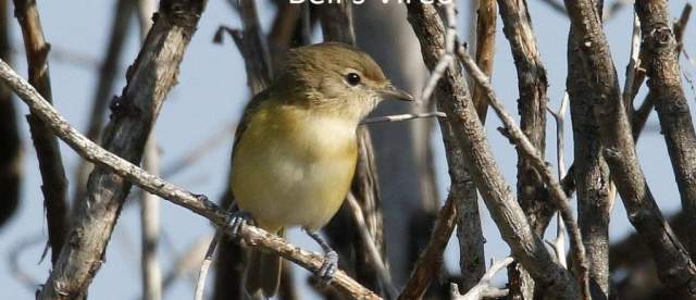 Bells Vireo Sandhills Scenic Drive