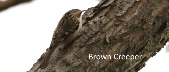 Brown Creeper Cottonwood Canyon Scenic Drive