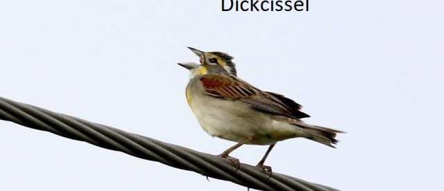 Dickcissel Wild Horse Canyon Scenic Drive