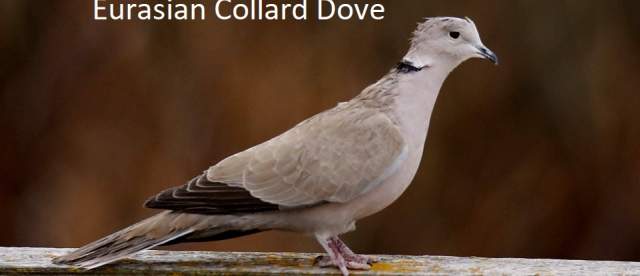 Eurasian Collard Dove Sandhills Scenic Drive