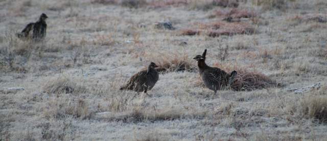 Prairie Chickens