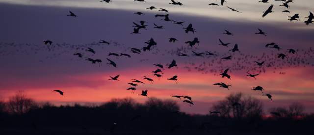 Sunrise River Blind Sandhill Crane Viewing Tour