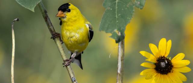 American Goldfinch Wild Horse Canyon Scenic Drive