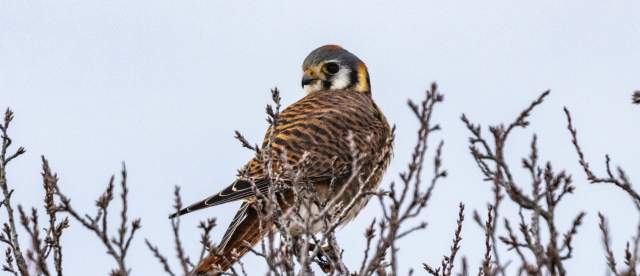American Kestrel Sandhills Scenic Drive