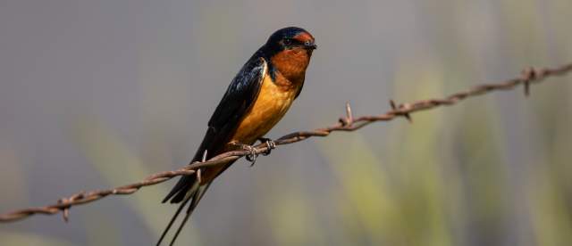Barn Swallow Wild Horse Canyon Scenic Drive