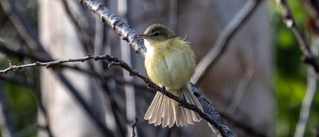 Bells Vireo Sandhills Scenic Drive