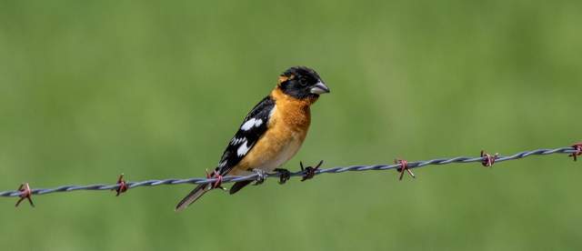 Black Headed Grosbeak Wild Horse Canyon Scenic Drive