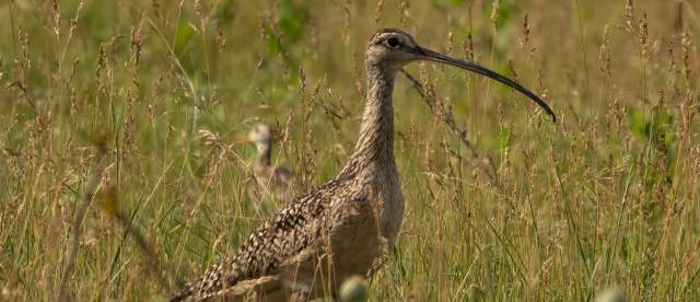 Curlew Baby Sandhills Scenic Drive