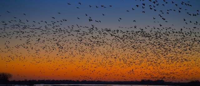 Sandhill Cranes