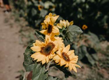 Wea Creek Sunflower