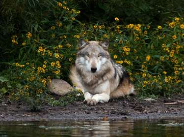 Wolf Park