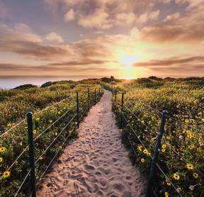 Trails Parks Flowers Sunset