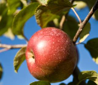 PYOF (Pick Your Own Fruit) — The Best Places in RI