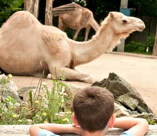 PVD POV: Inside the Zoo: A Conversation with Executive Director Stacey Johnson