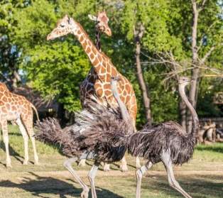 Zoo