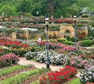 Visit Tyler Rose Garden