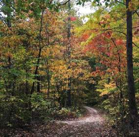 Pate Hollow Trail during fall