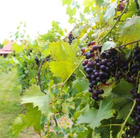 Butler Winery & Vineyard