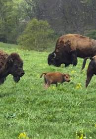 The Bison Farm | Stay. Play. Explore
