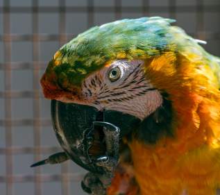 Bird