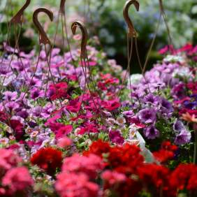 Baskets of fresh florals