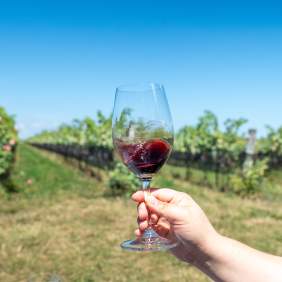 Wine glass