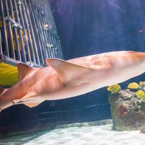 Eye to Eye Shark Dive at Point Defiance Zoo and Aquarium