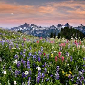 Wild Flowers Mt Rainier