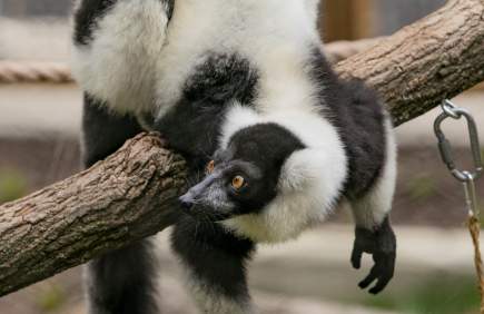 Brandywine Zoo