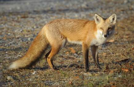 Bombay Hook National Wildlife Refuge