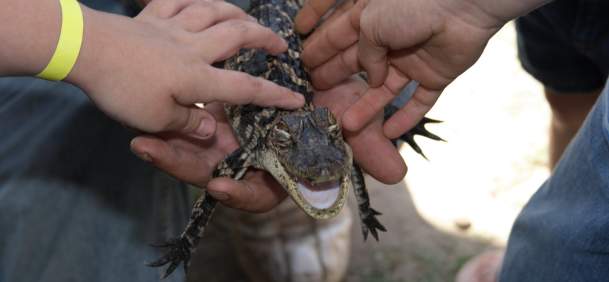 Baby Alligator at Gator Country in Beaumont, TX