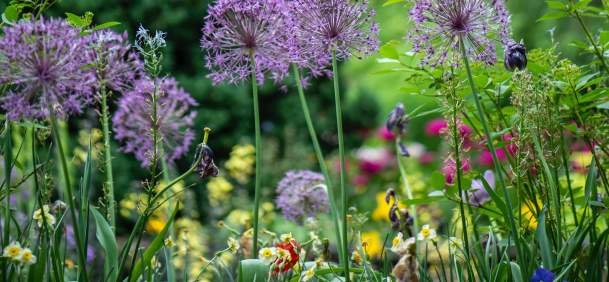 Multi-color flowers growing in a Beaumont garden