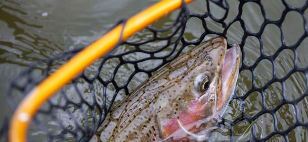 Fish caught in a net in water.