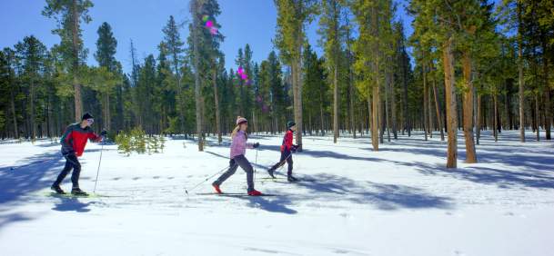 Medicine Bow National Forests