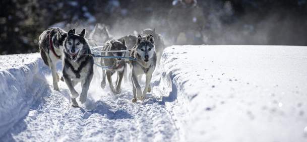 Dog sled team pulling a sled through a snowy trail near Togwotee Pass in Wyoming.
